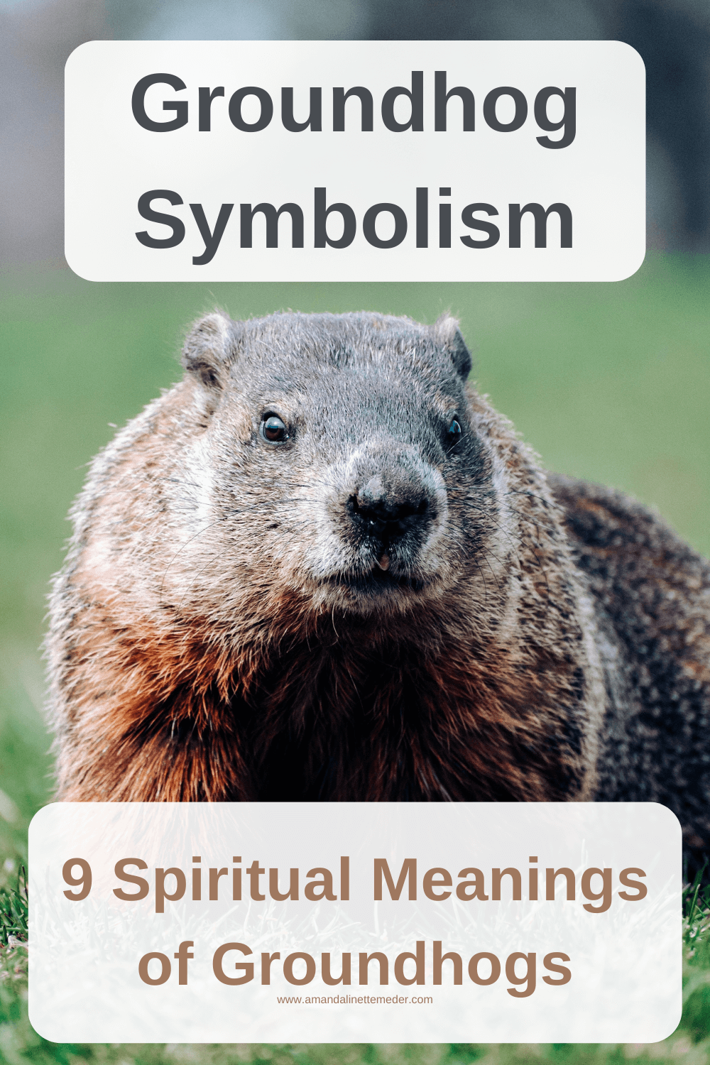 Groundhog Symbolism: 9 Spiritual Meanings of Groundhogs — Amanda Linette  Meder