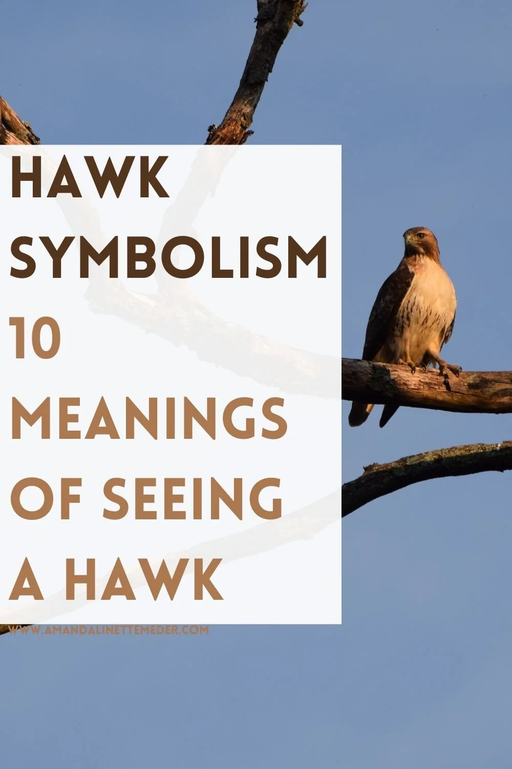 Hawk Symbolism — Amanda Meder
