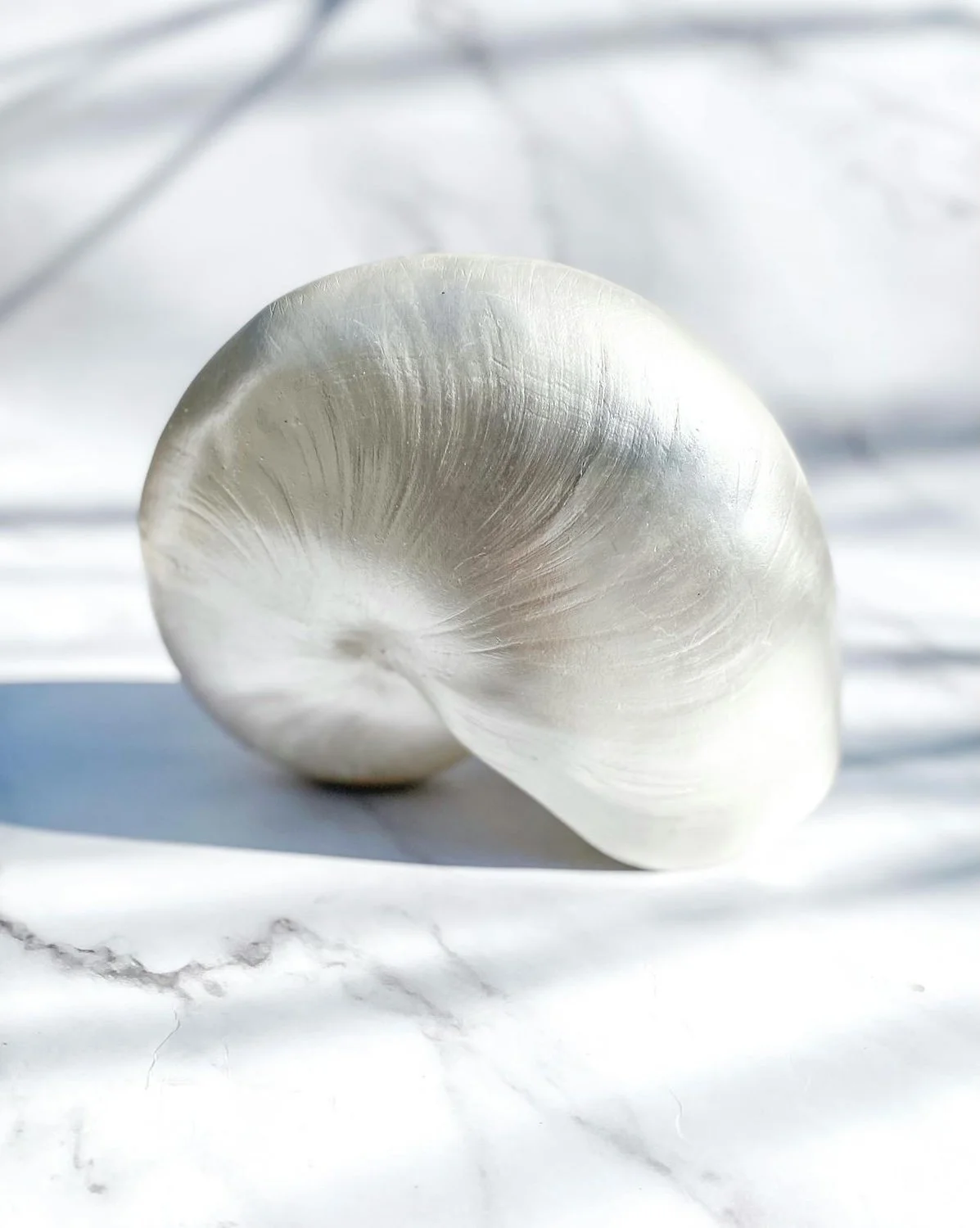 Photo of pearl conk shell by Studio Naae on Pexels