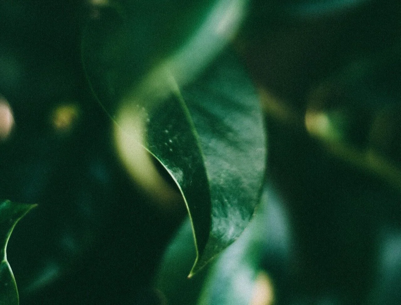 Photo of leaf tip with green background by Lisa Fotios from Pexels