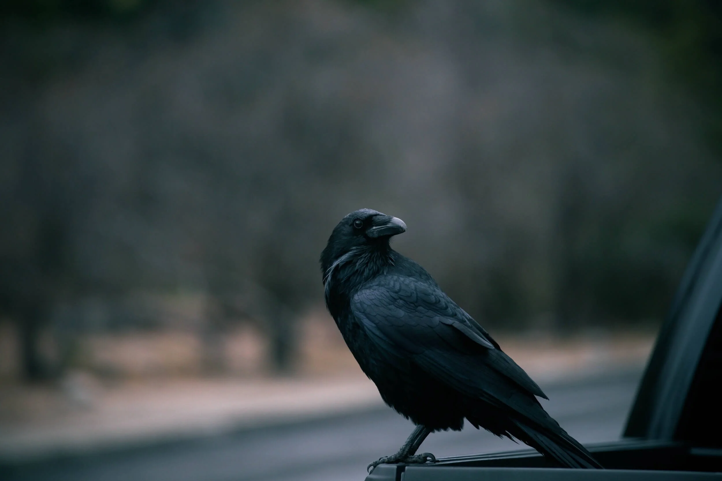 Crow Symbolism 8 Spiritual Meanings of the Crow — Amanda Meder