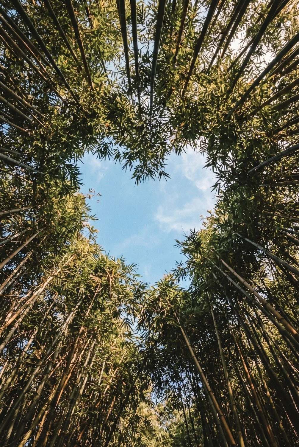 Bamboo Heart Shape in Sky by How Far From Home on Pexels