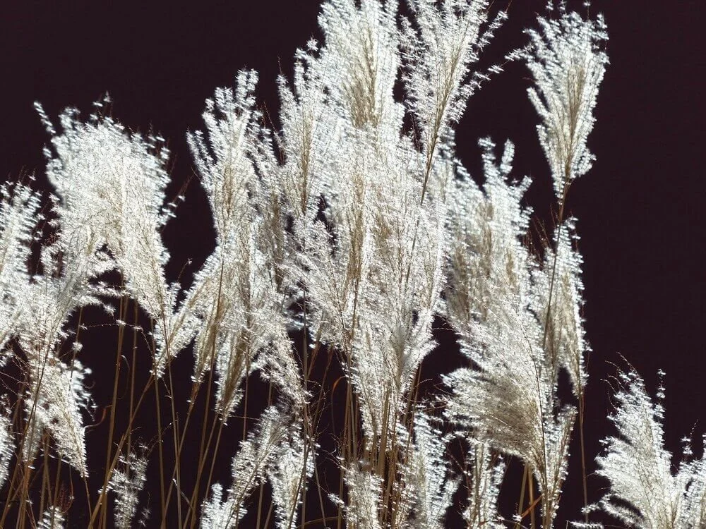 Photo of tall grasses sparkling in the wind along brown-black background by Hans Braxmeier from Pixabay