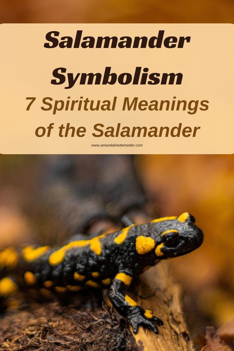 Salamander Symbolism: 7 Spiritual Meanings of the Salamander – Rebekah ...