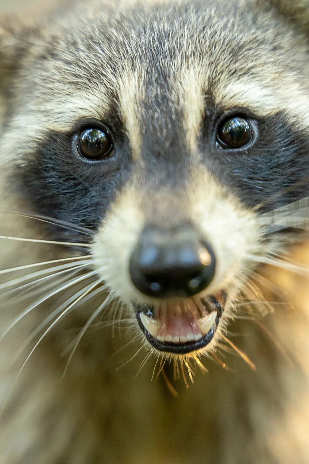 Raccoon face by Jordan Rushton on Pexels