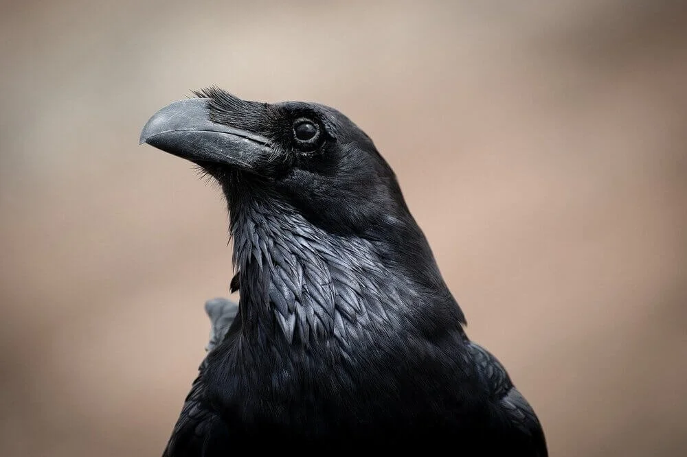 Image of a raven up close by Gabor MOHOLY from Pixabay