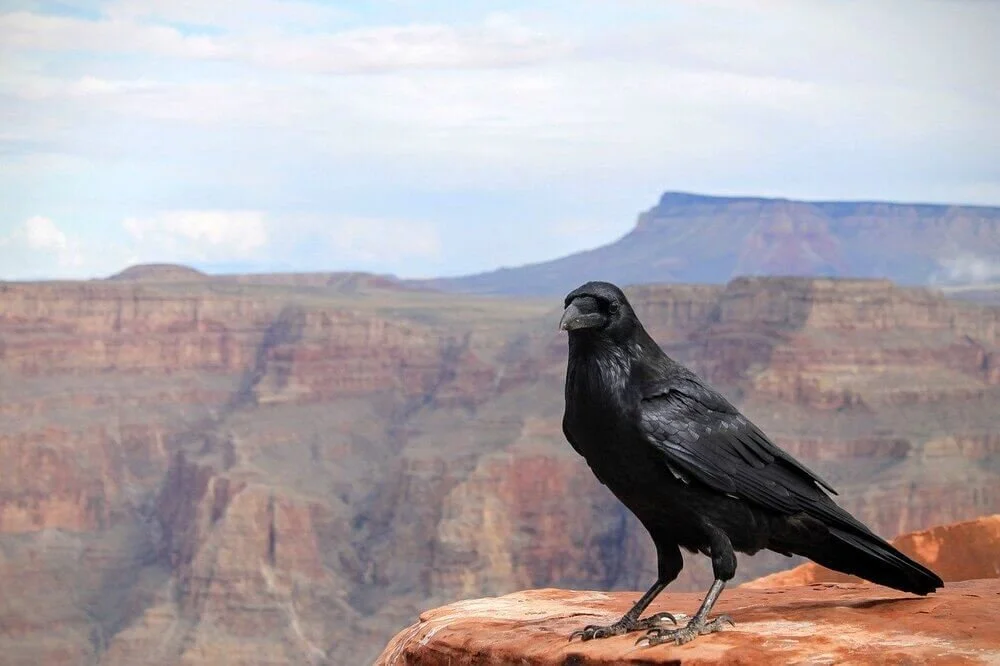 Image of Raven sitting on rock in foreground and canyon in background by Free-Photos from Pixabay