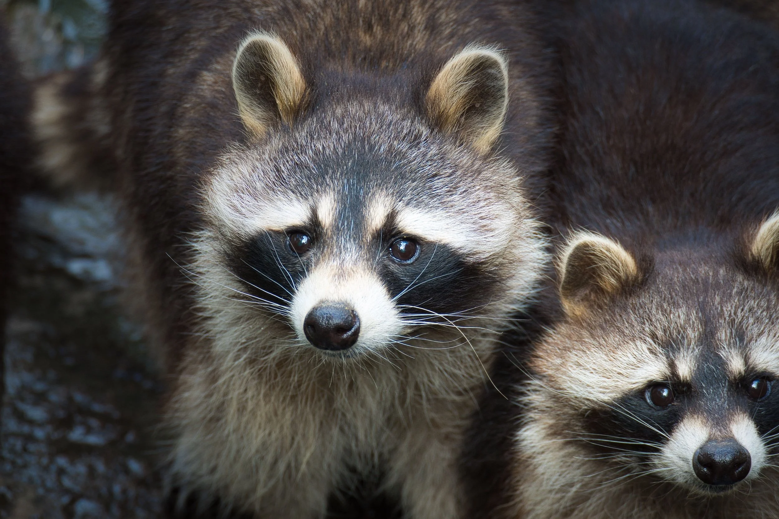 Raccoon Symbolism: 5 Spiritual Meanings of Raccoons