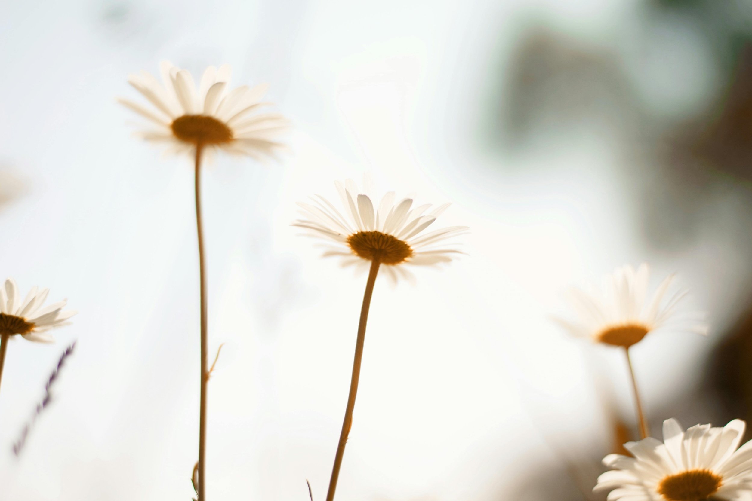 Undersides of daisies looking up by Em Hopper on Pexels