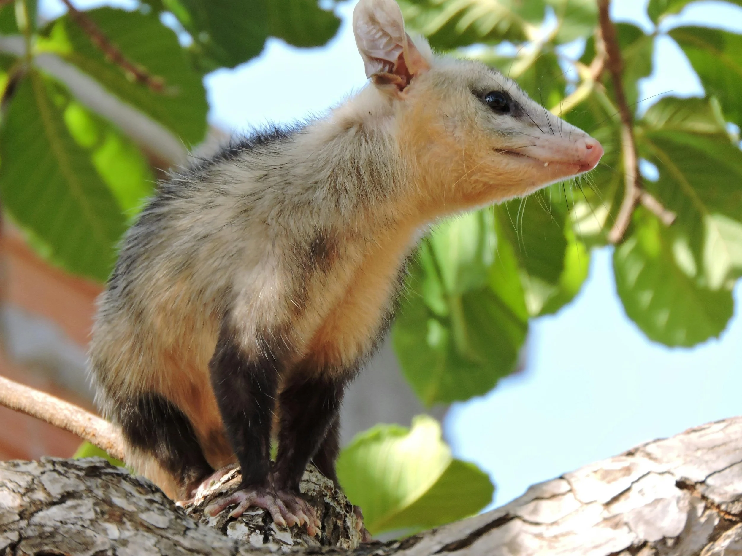 Possum on tree branch by Gleive Marcio Rodrigues de Souza on Pexels