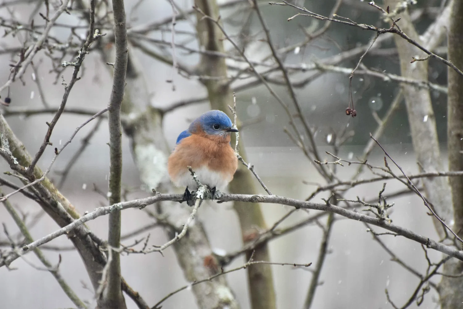 9 Symbolic Meanings of the Bluebird — Amanda Meder