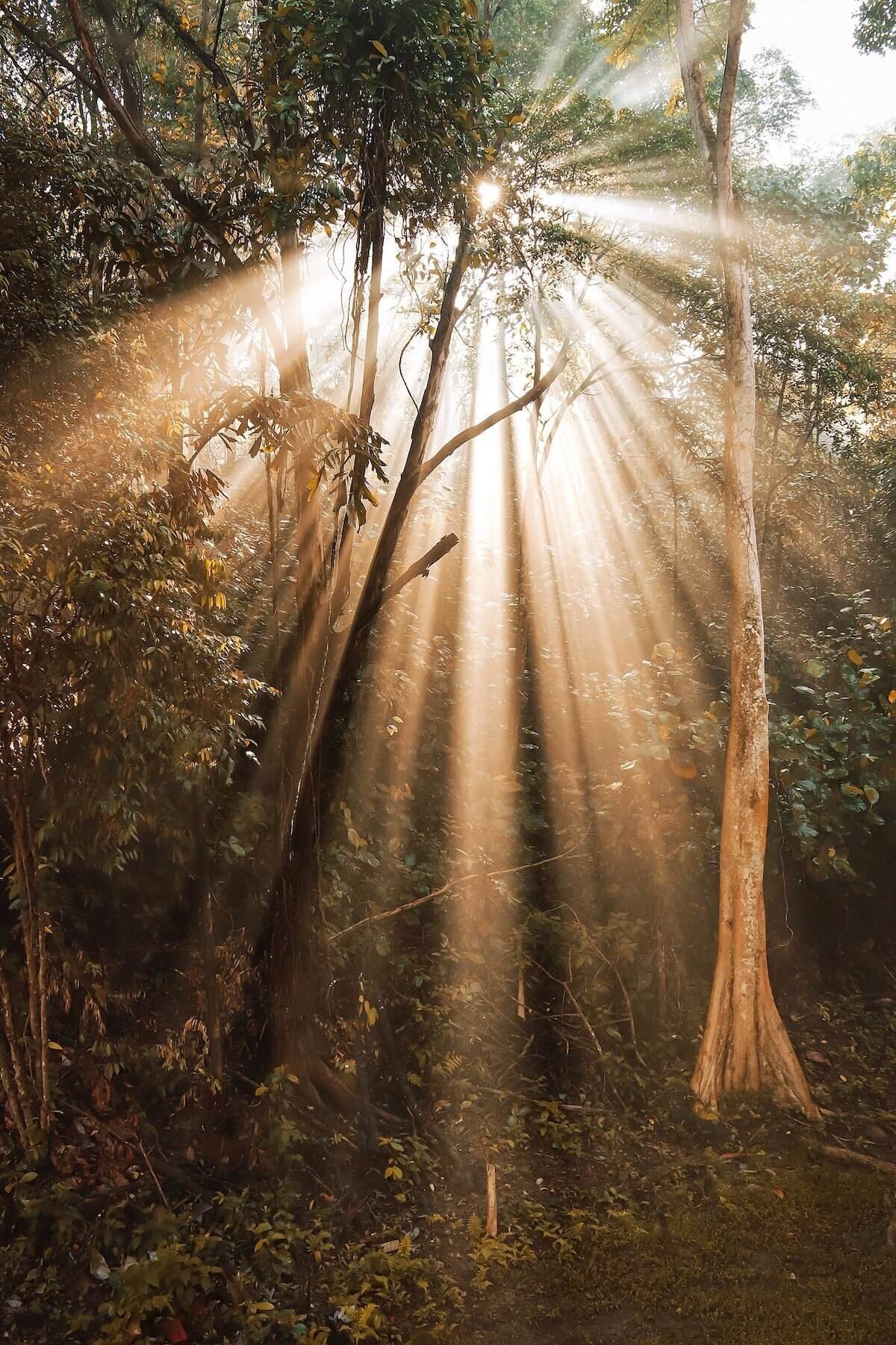 Photo of green tree stand with golden light shining through during the daytime by Frances To on Unsplash