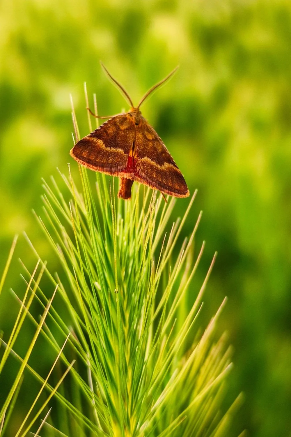 Moth on pine needles by Muhammet TUĞ on Pexels