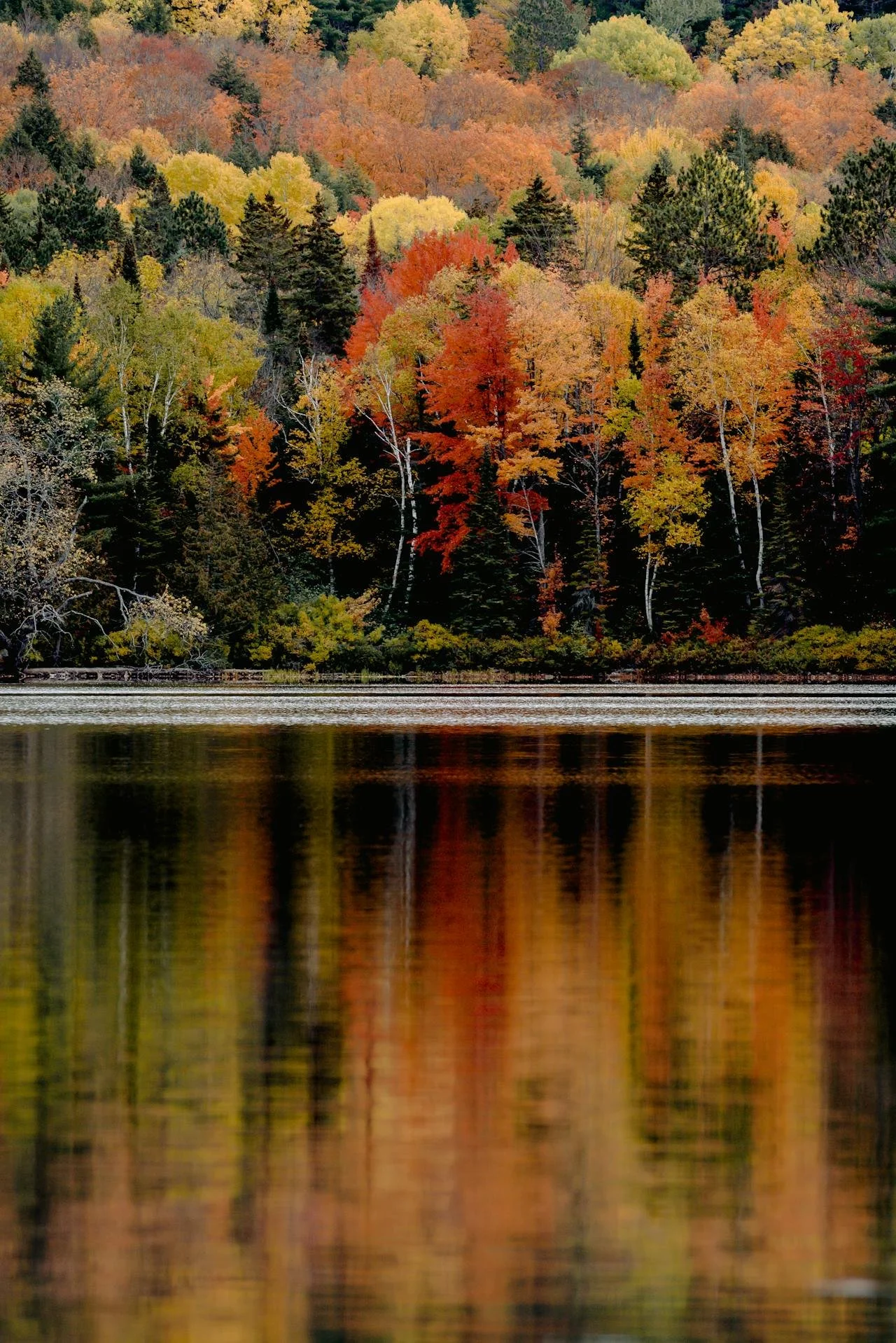 Photo of autumn leaves reflective by Harrison Haines on Pexels