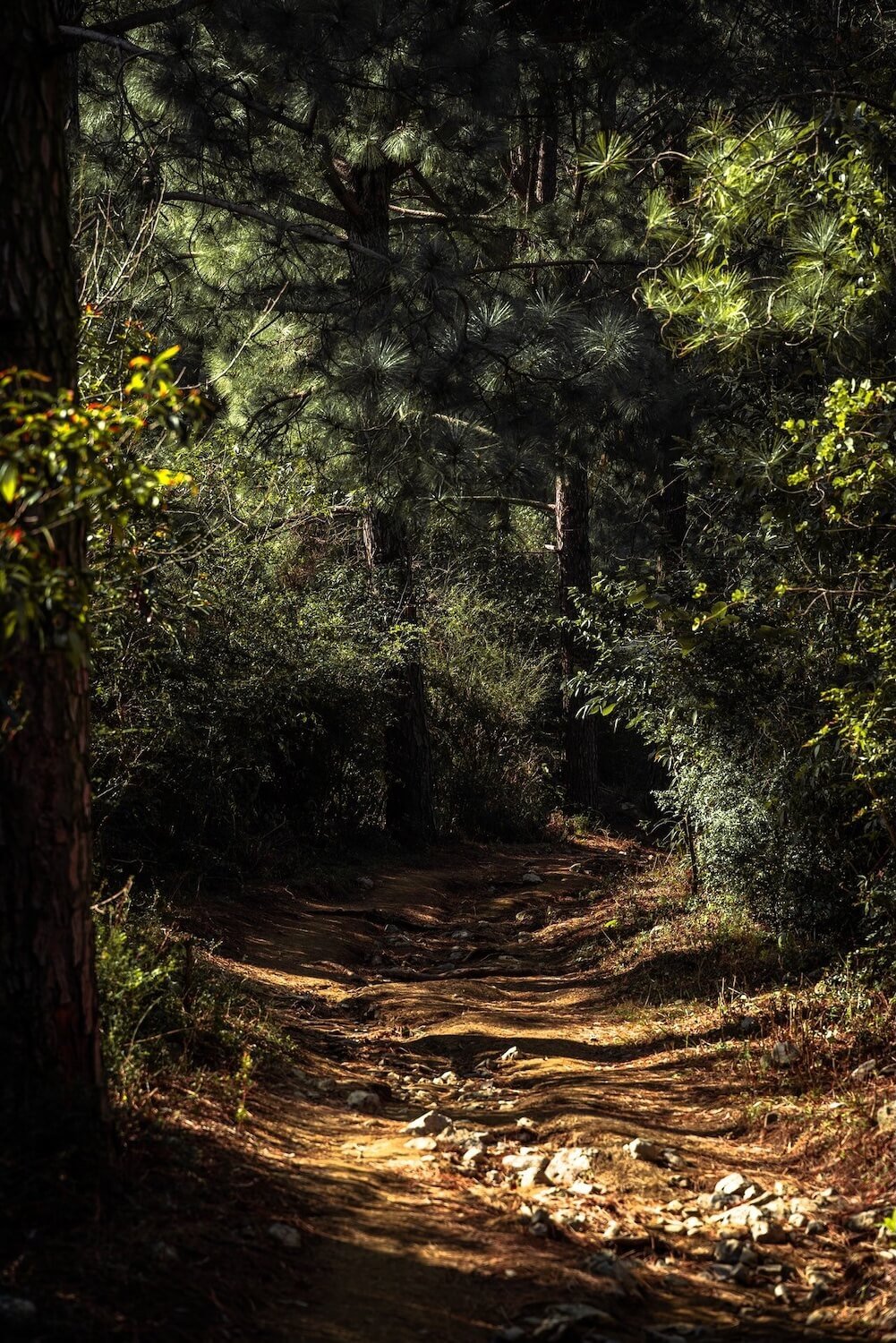 Photo of lighted trail path surrounded by greenery by Nouman Raees from Pexels