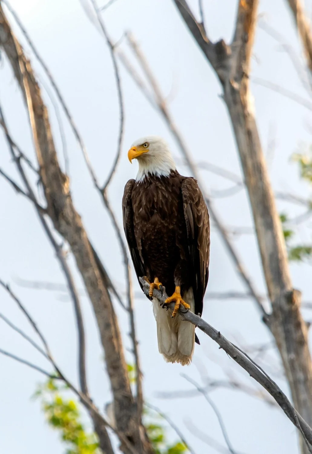 Photo of Bald Eagle sitting on tree branch with blue sky in background by Frank Cone on Pexels