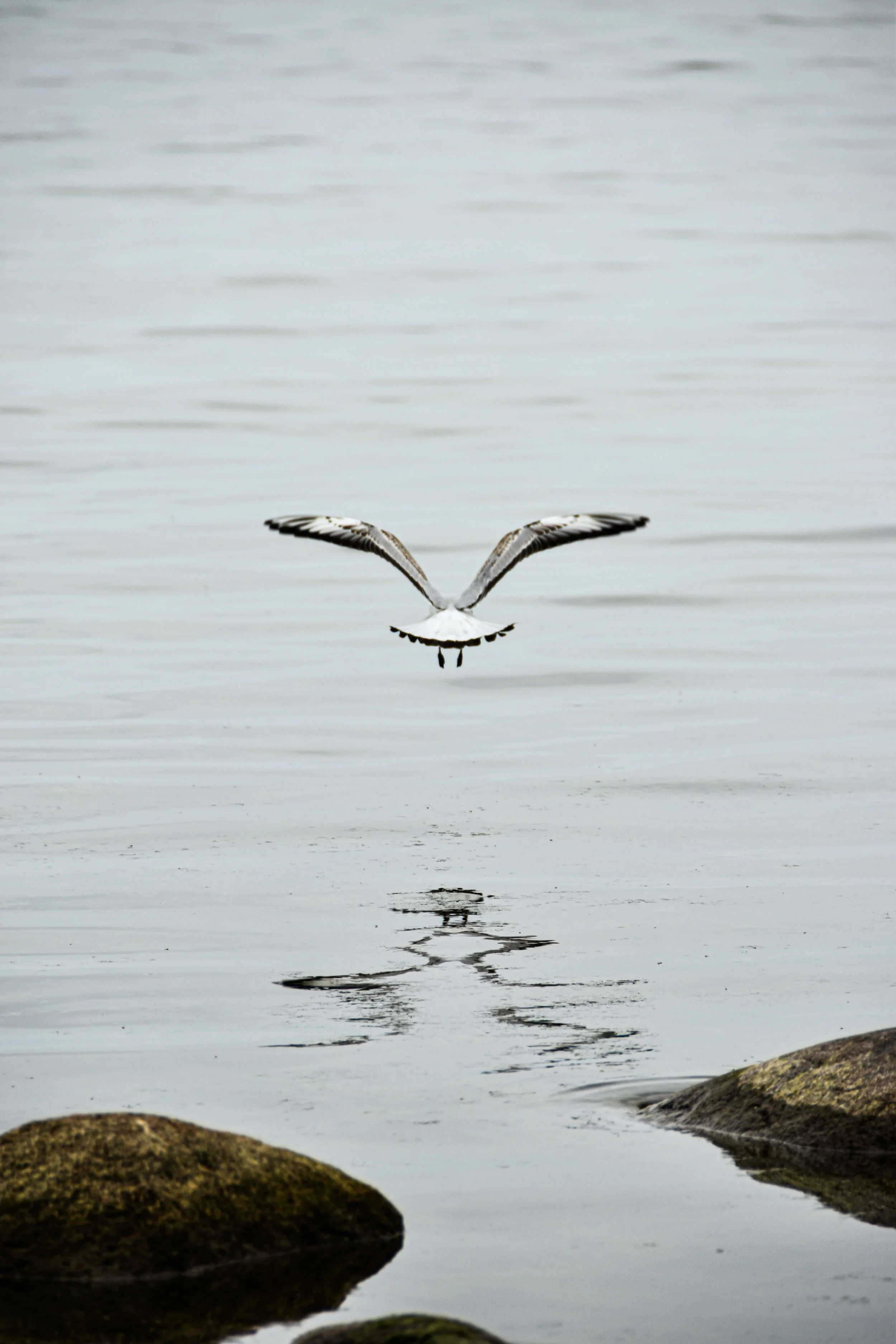 Seagull Symbolism 10 Spiritual Messages Of The Seagull — Amanda
