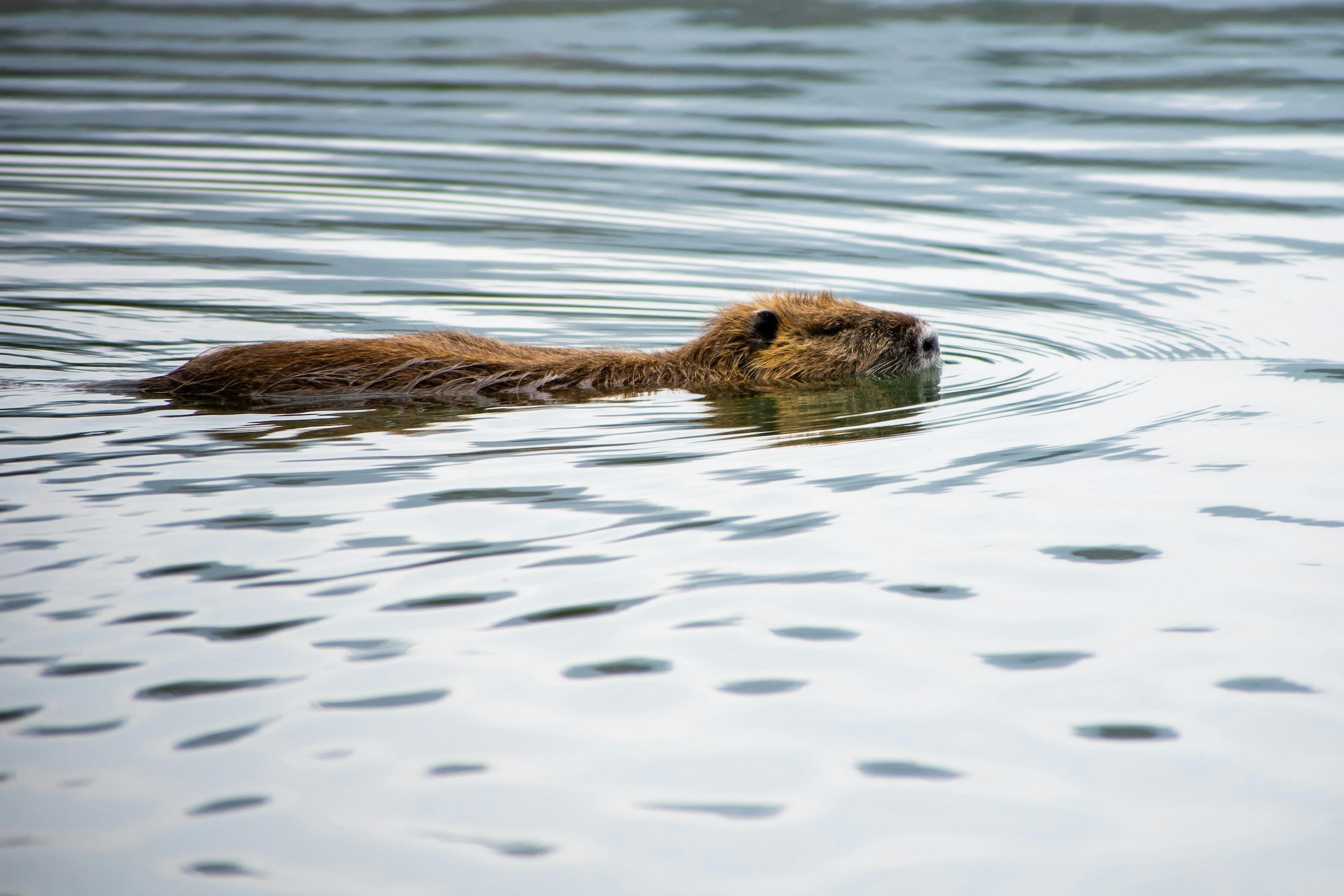 Photo of beaver swimming by Liron Malyanker on Pexels
