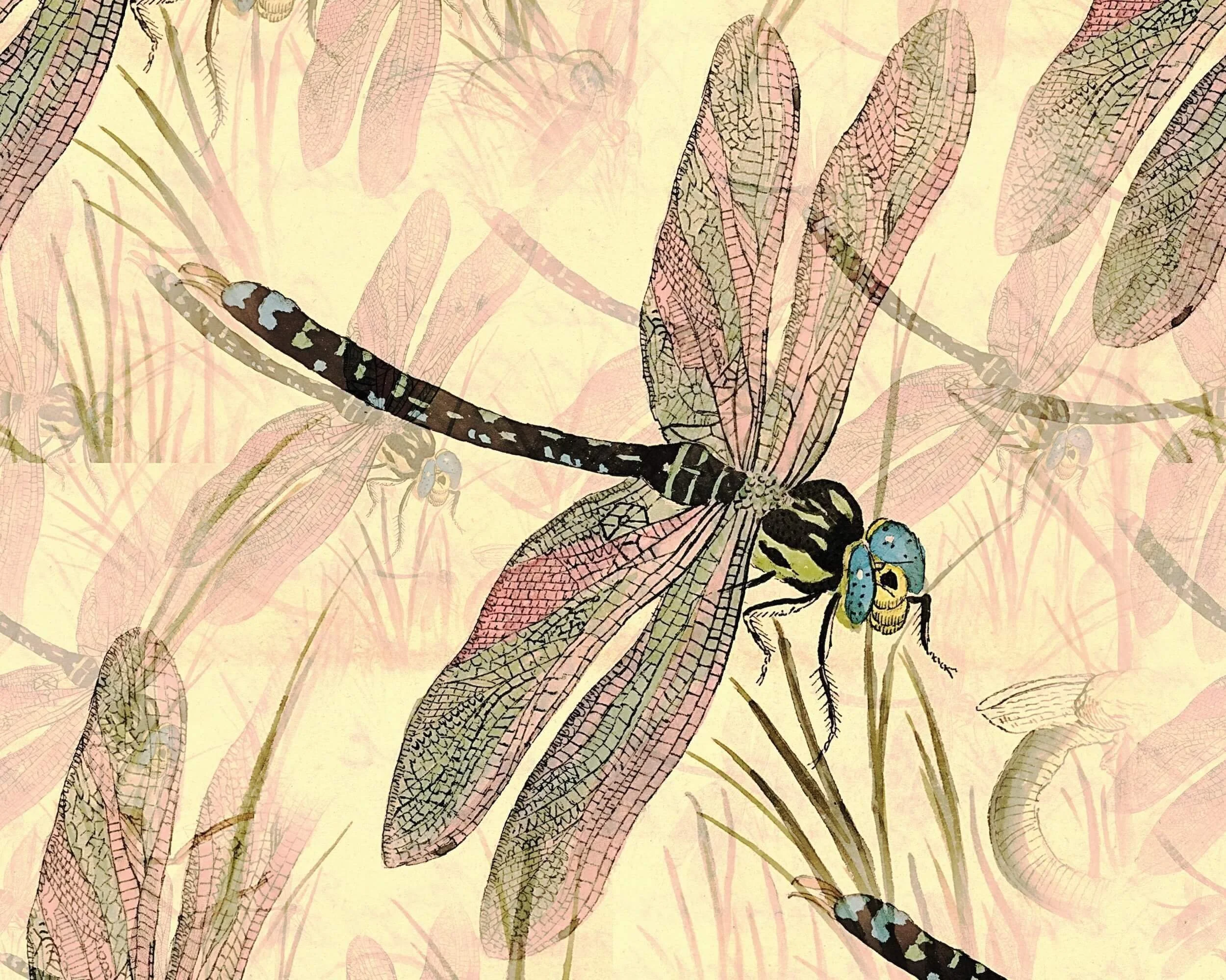 Image of dragonfly drawing with yellow, pink and green colors by Prawny from Pixabay