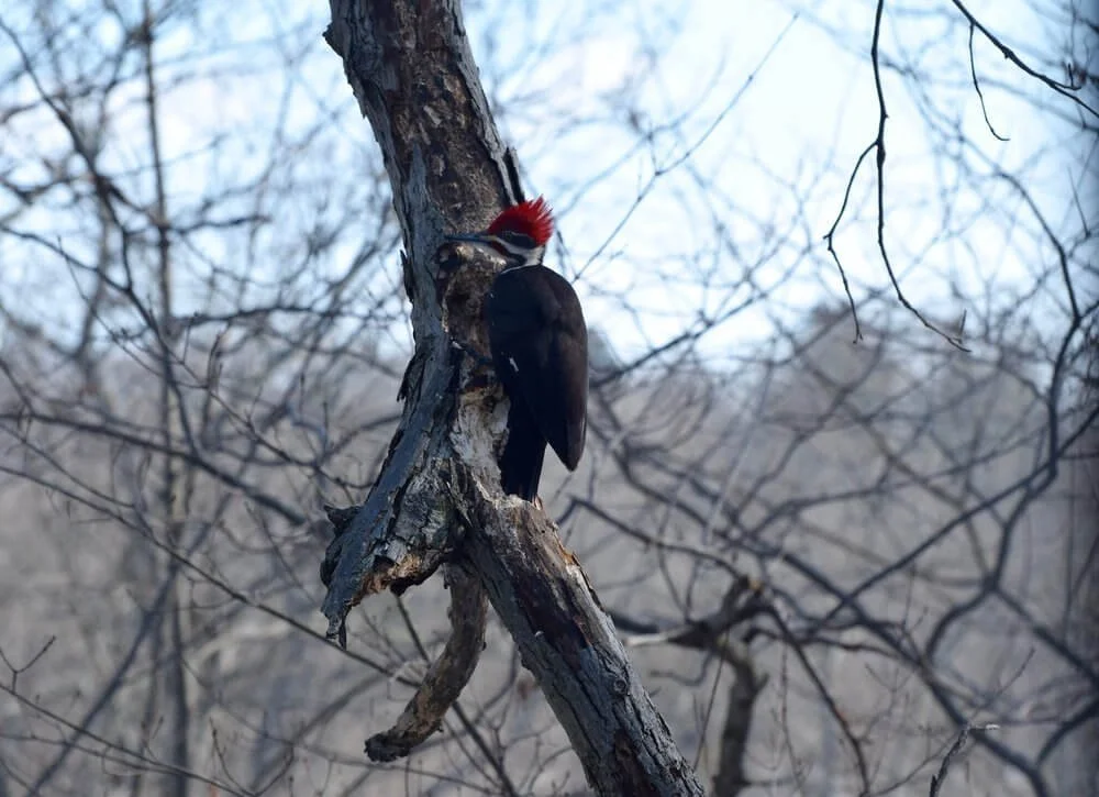 Photo of Pileated Woodpecker with crest spiked in shagbark tree with light blue sky and brown nature in background by ALM Staff