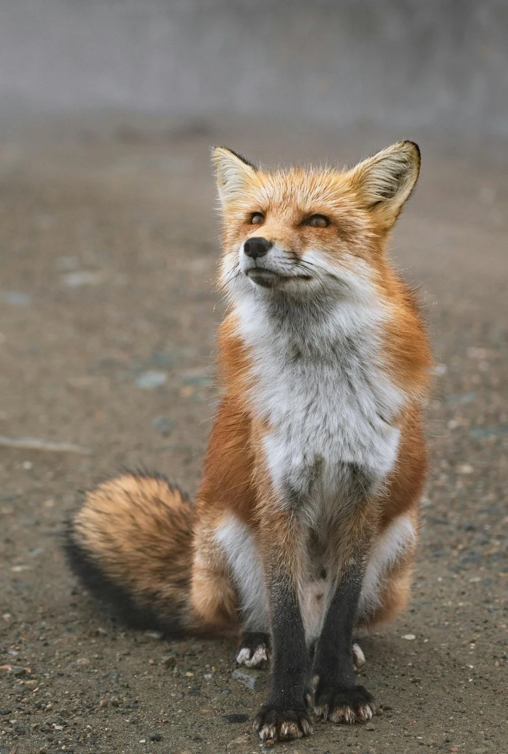 Fox on dirt path by JackerKun on Pexels
