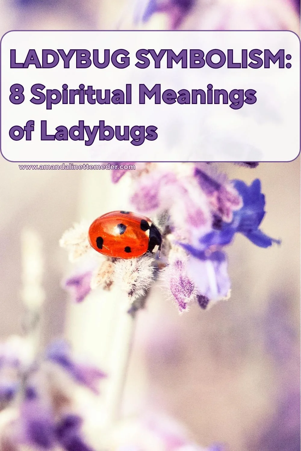 Ladybug Symbolism: 8 Spiritual Meanings of Ladybugs text overlay ladybug on purple flower by Dominique Knobben on Pexels