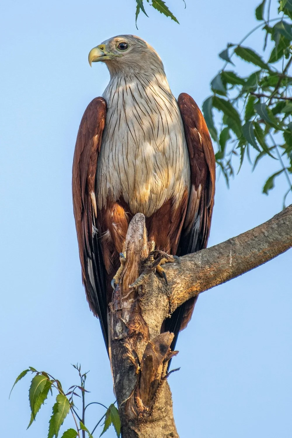 Photo stately bird on tree branch by Rajukhan Pathan on Pexels