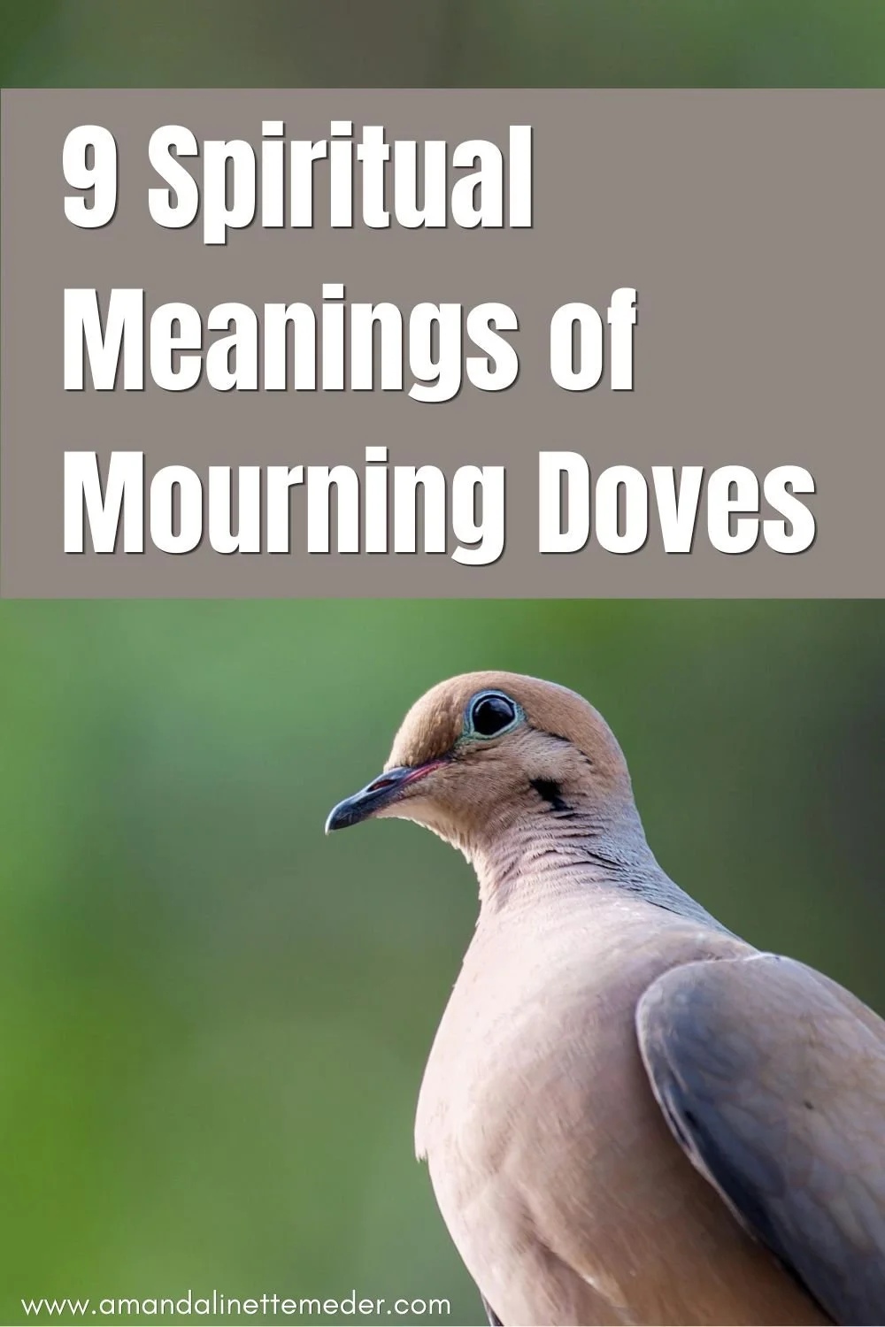 Mourning Dove face by Andrew Patrick Photo on Pexels text overlay 9 spiritual meanings of mourning doves