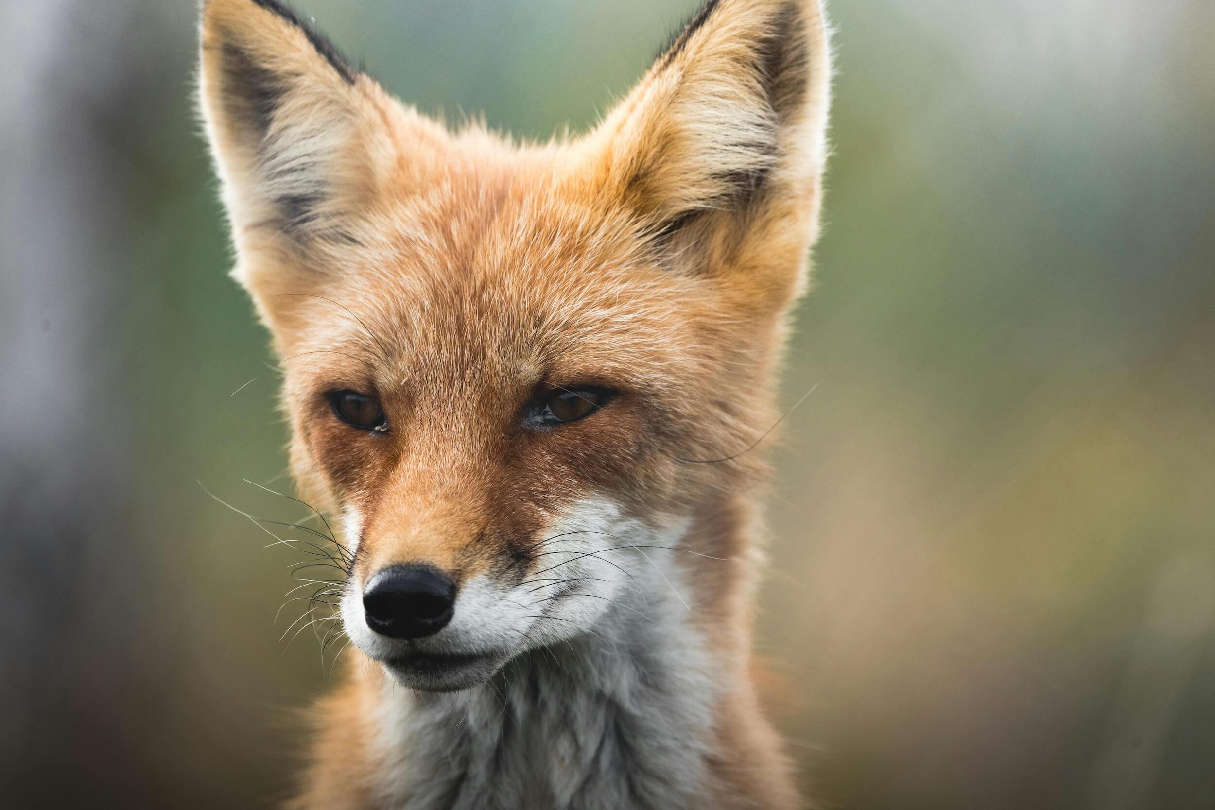 Fox Face by Tomáš Malík on Pexels