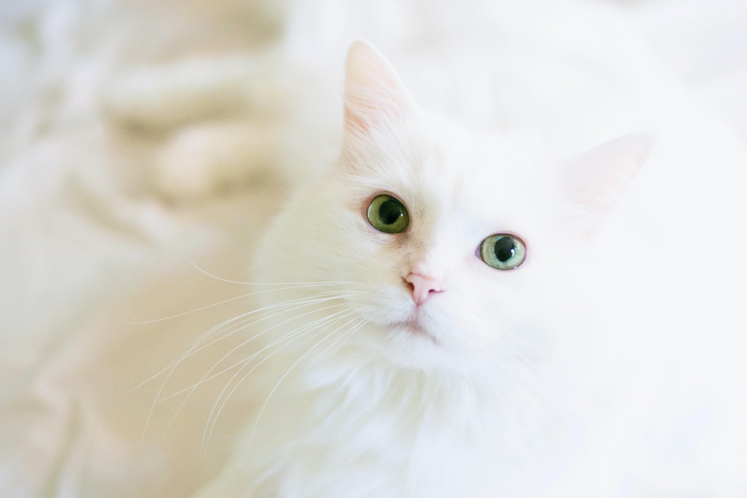 Photo of white cat face by Em Hopper