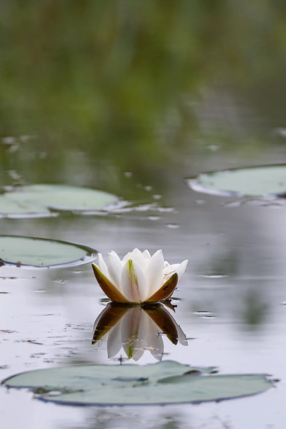 Photo of white lotus on water with floating leaves by Anna from Pexels