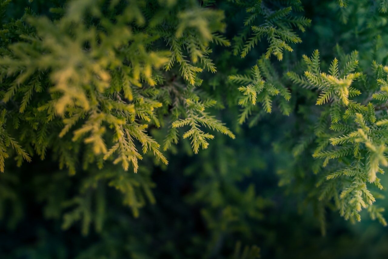 Photo of evergreen needle tips by Arvind shakya from Pexels