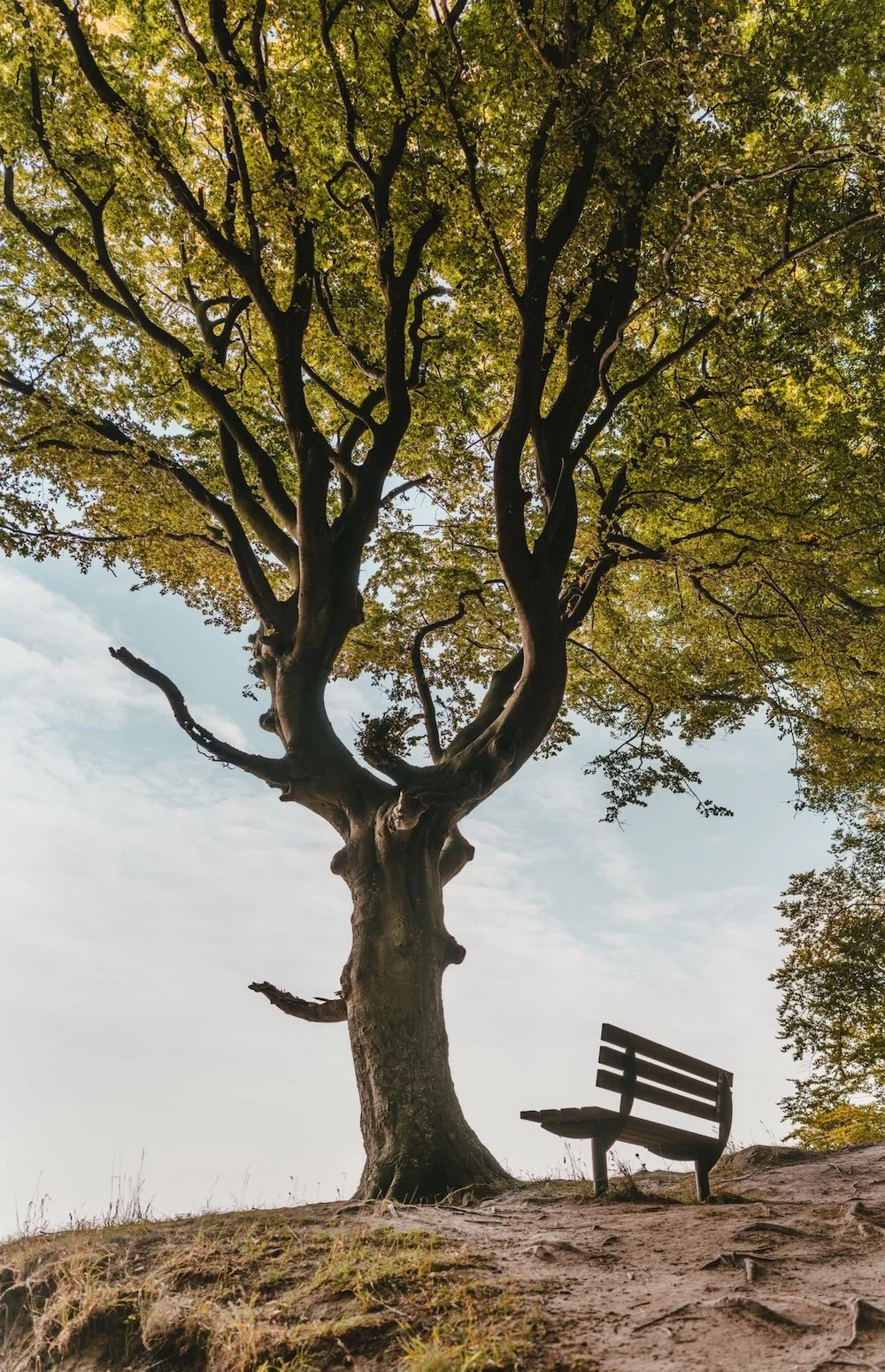 big, old tree with bench
