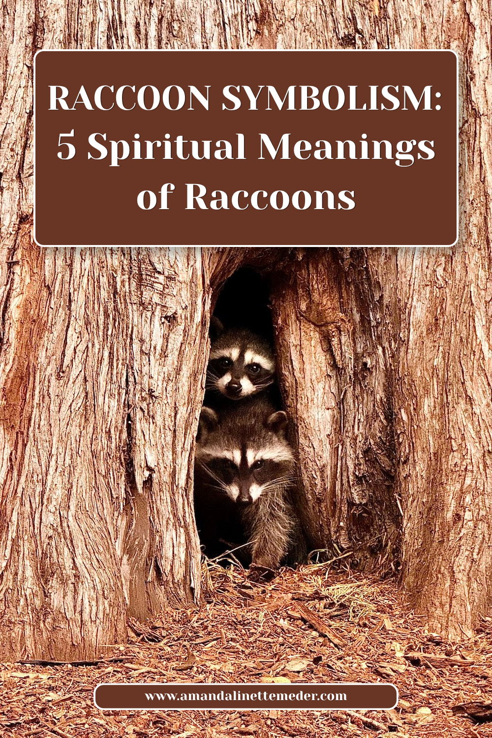 Raccoon Symbolism: 5 Spiritual Meanings of Raccoons text overlay two raccoons in tree trunk by Nika Elashvili on Pexels