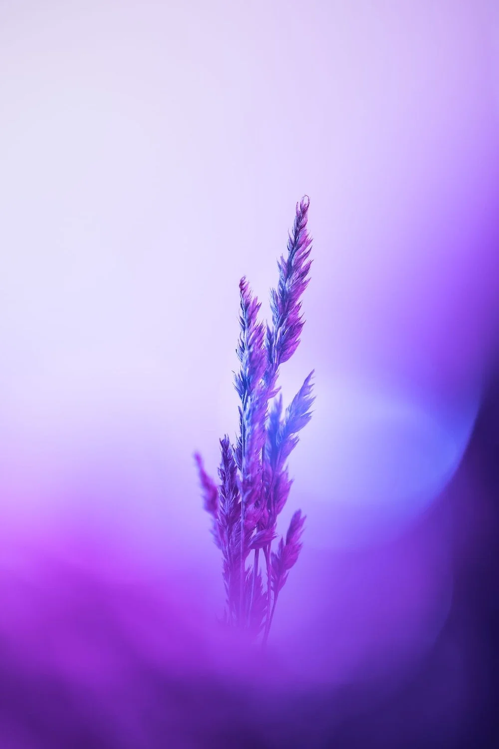 Leaf in purple light by Marek Piwnicki on Pexels