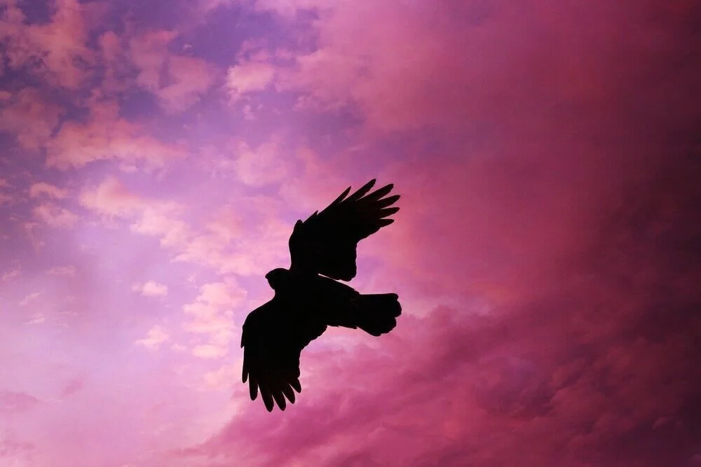 Image of bird flying in purple light by Mabel Amber from Pixabay