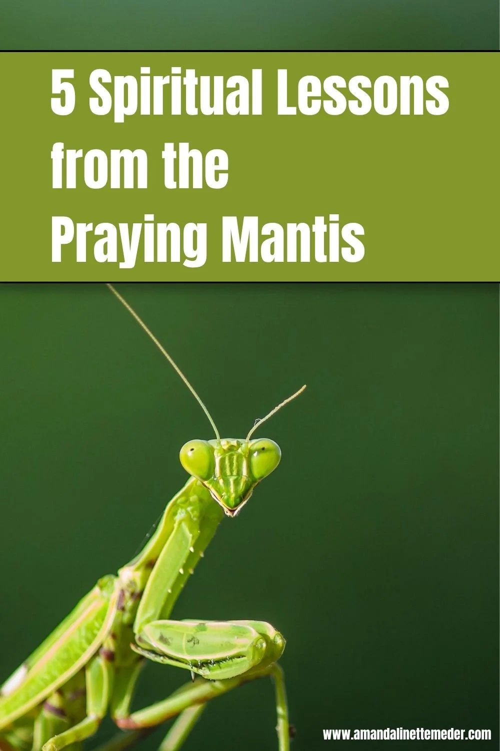 Praying Mantis by Pavan Prasad on Pexels text overlay 5 Spiritual Lessons from the Praying Mantis