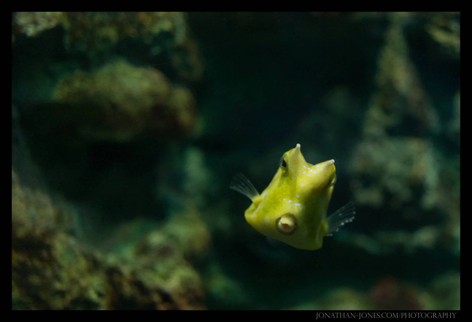 Phuket Aquarium