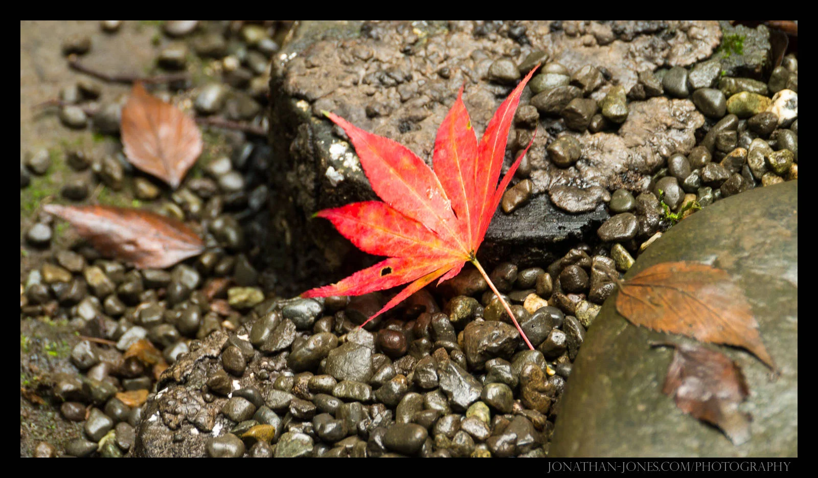 Leaf, Meiji Shrine Park, Tokyo