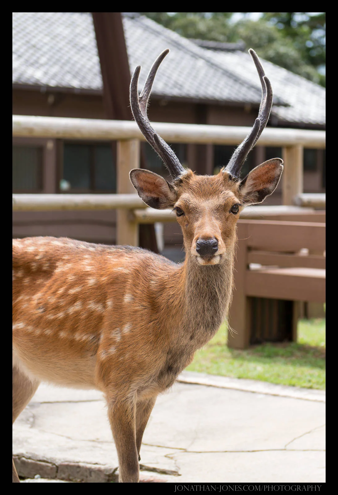 Nara Park, Nara