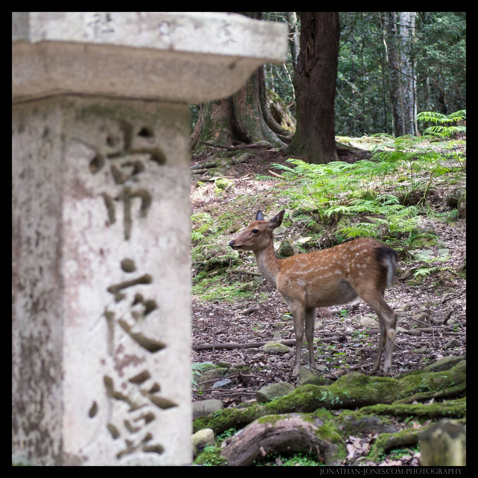 Nara Park, Nara