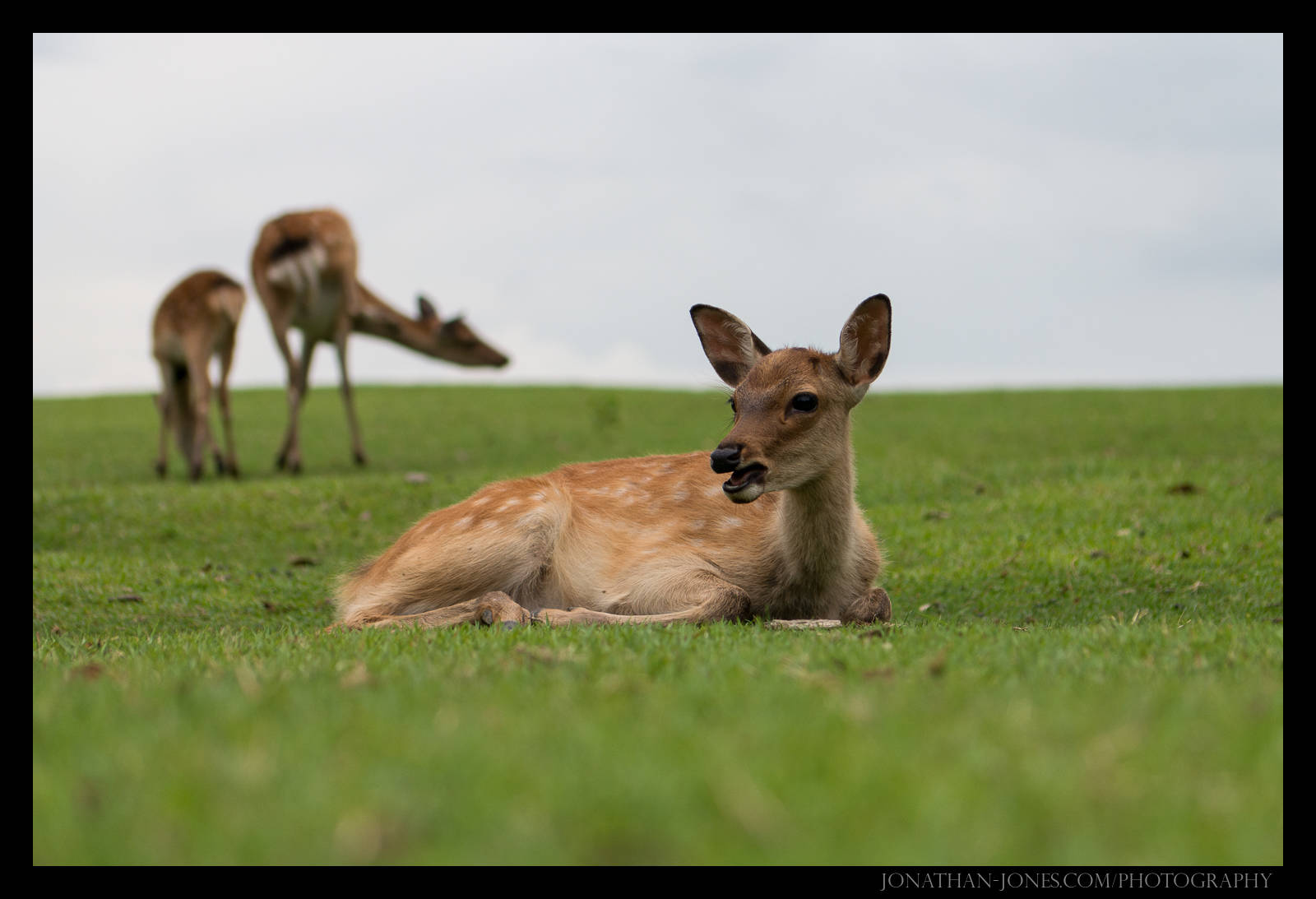 Nara Park, Nara