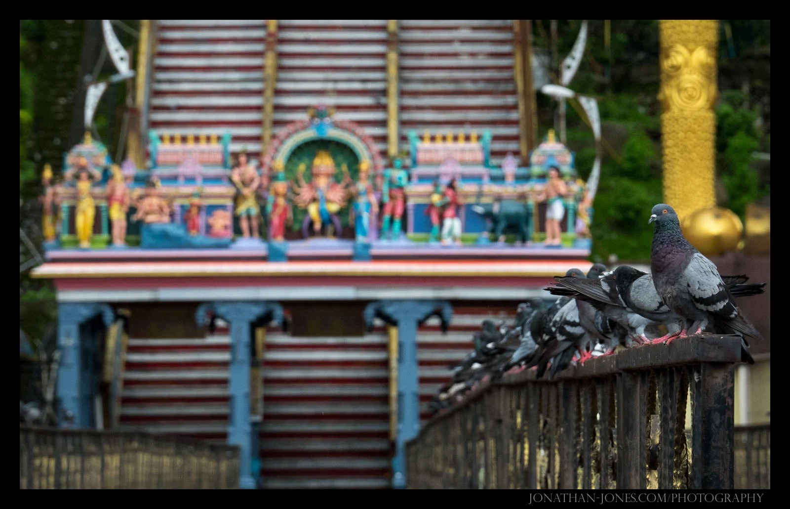 Pigeons, Batu Caves, KL