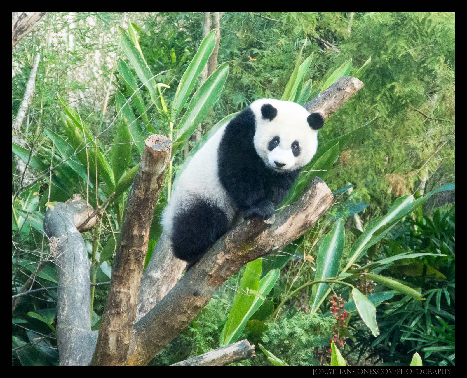 Taipei Zoo