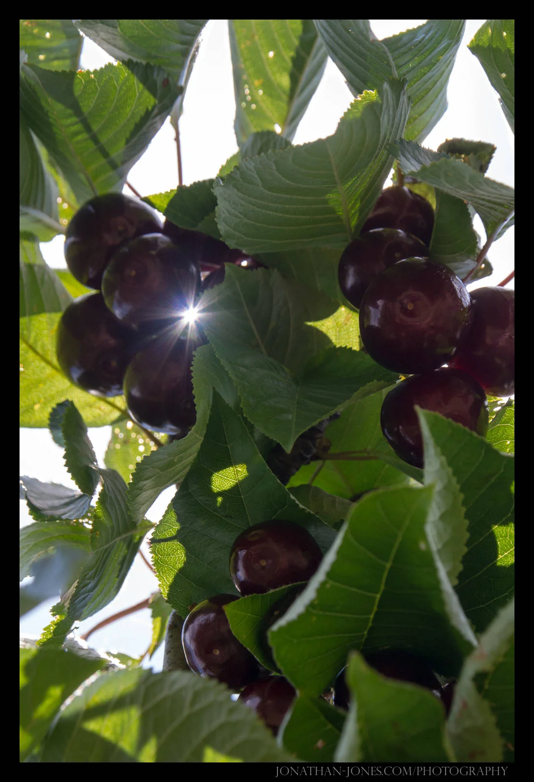Cherry Picking