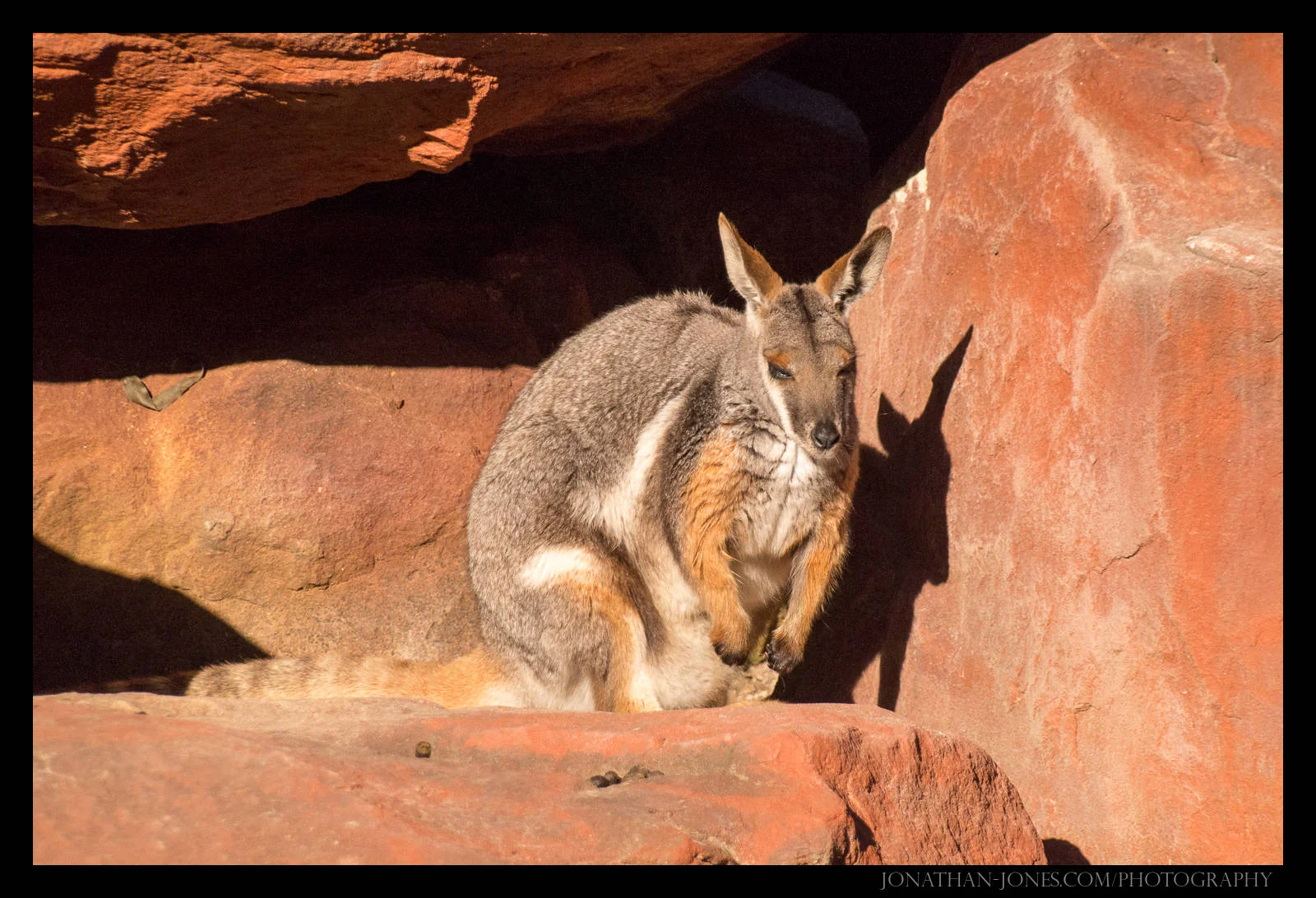 Australian Reptile Park, Sydney