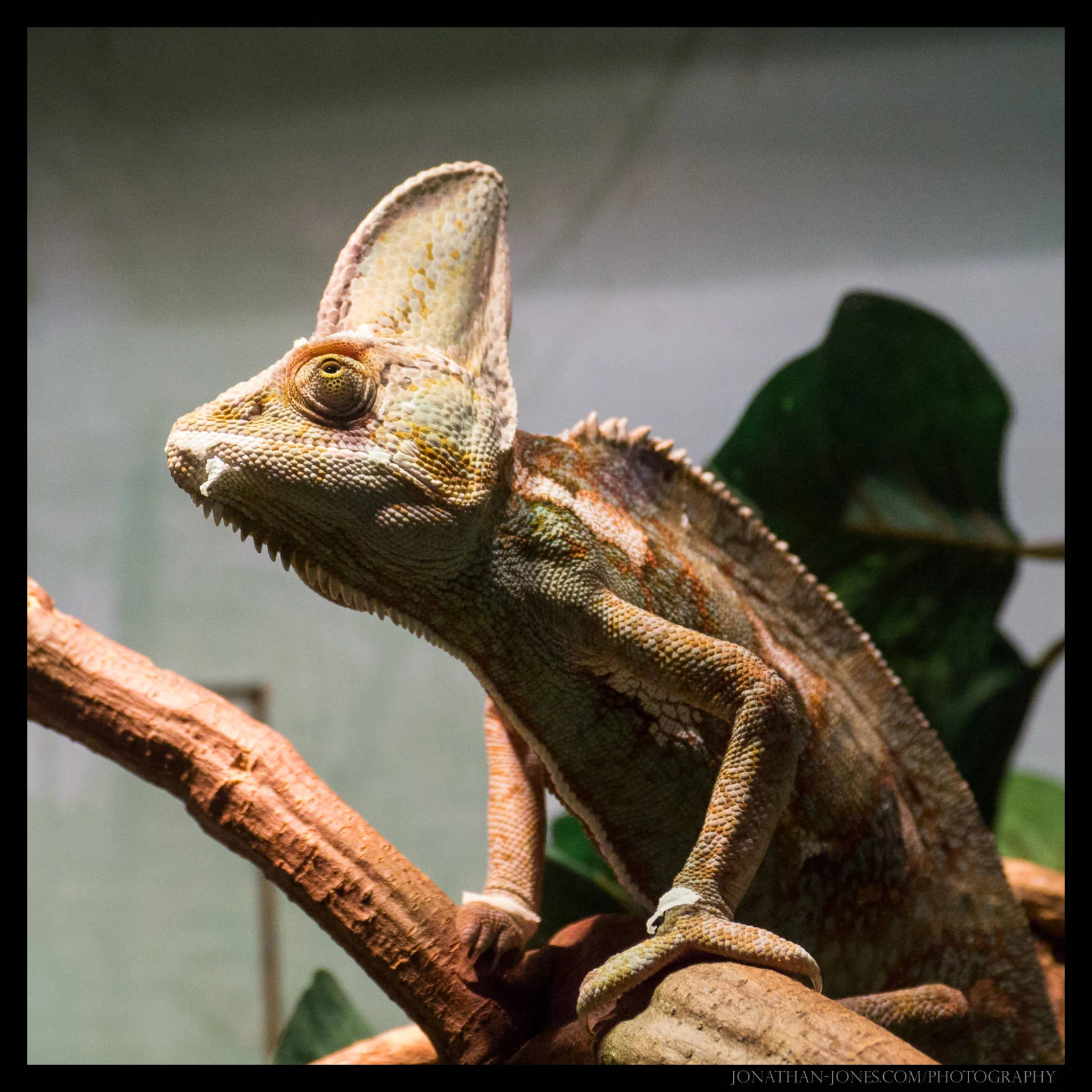Australian Reptile Park, Sydney