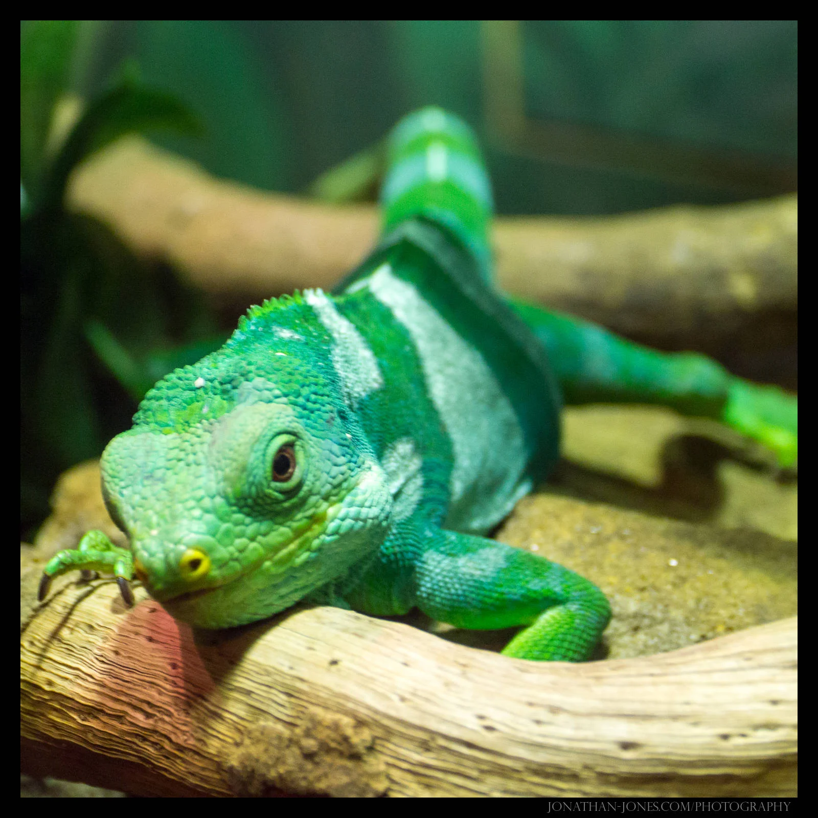 Australian Reptile Park, Sydney