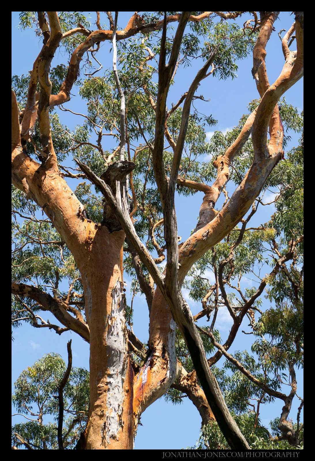 Lane Cove National Park, Sydney