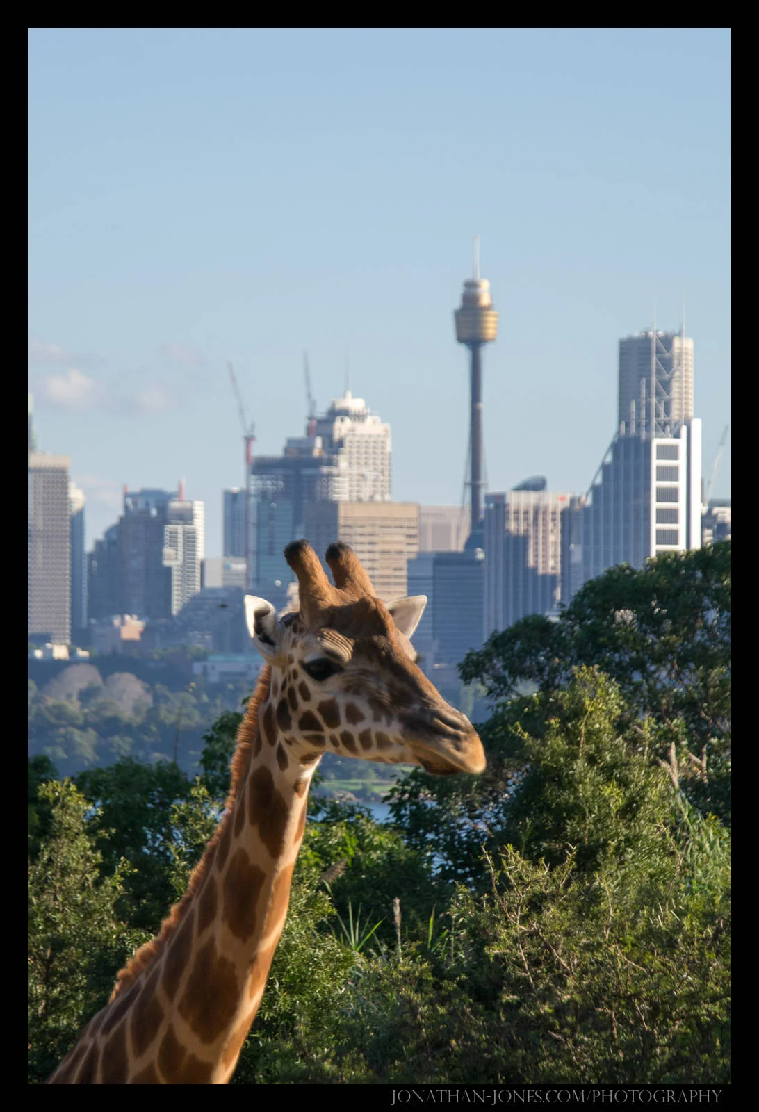 Taronga Zoo, Sydney